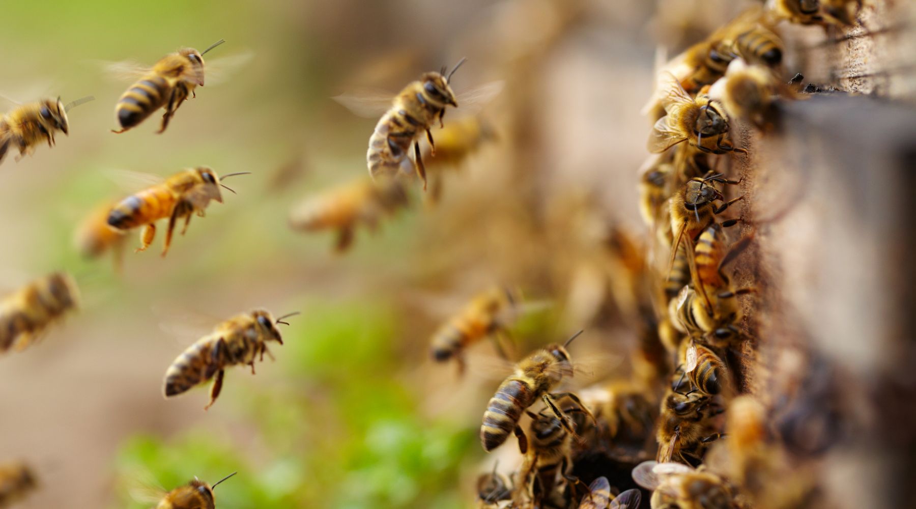 What is propolis?