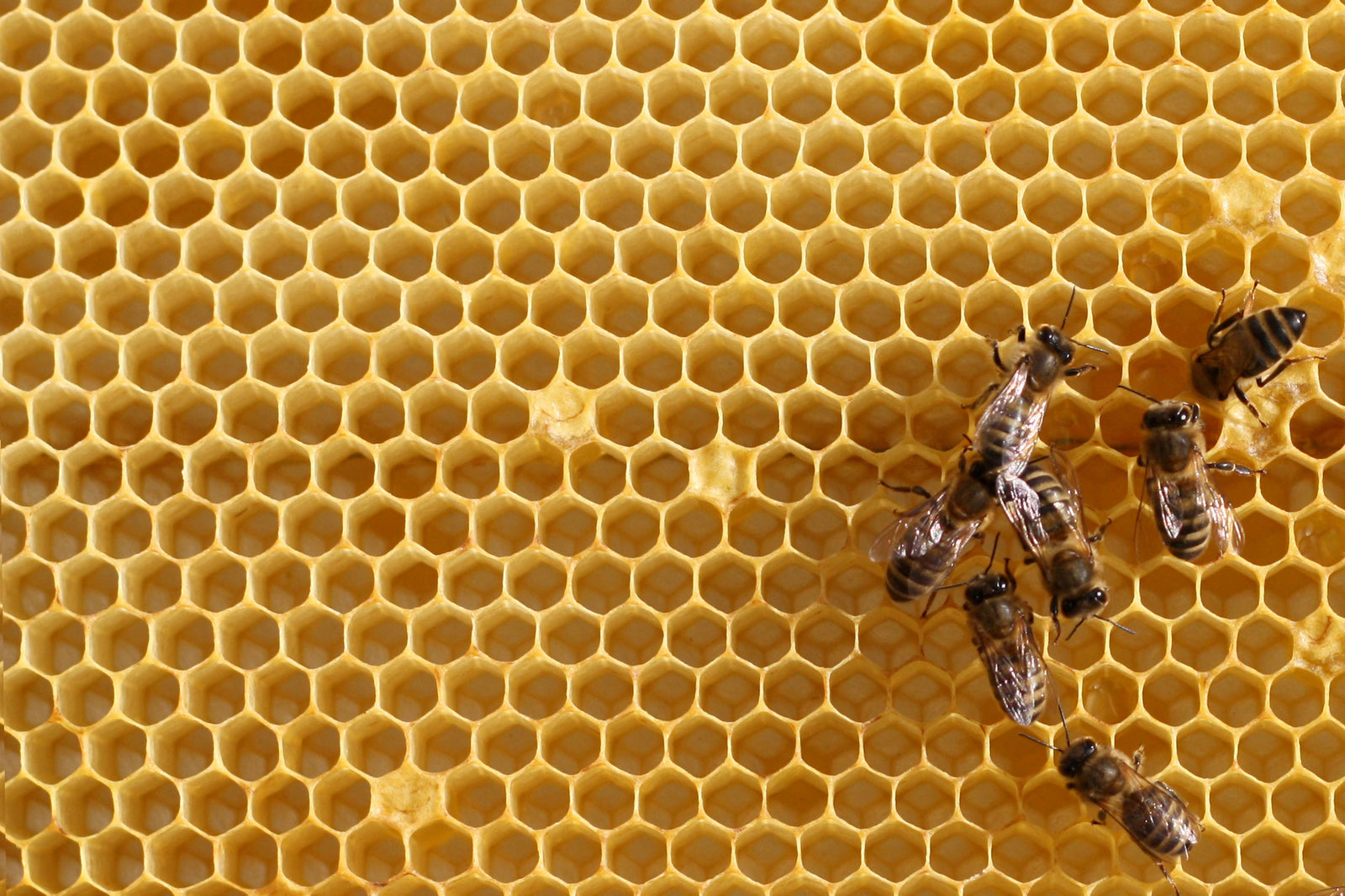 How do bees make honey?
